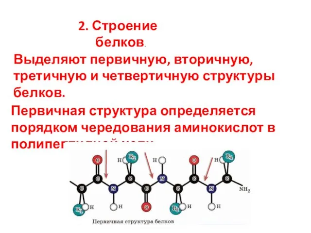 2. Строение белков. Выделяют первичную, вторичную, третичную и четвертичную структуры