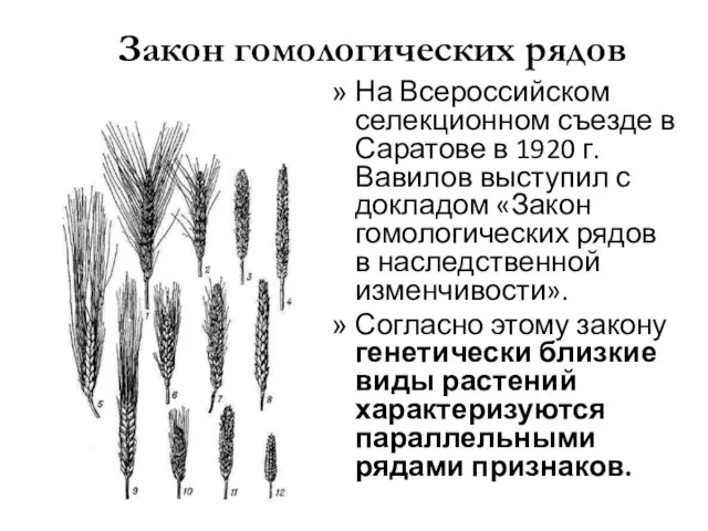 Закон гомологических рядов На Всероссийском селекционном съезде в Саратове в 1920 г. Вавилов