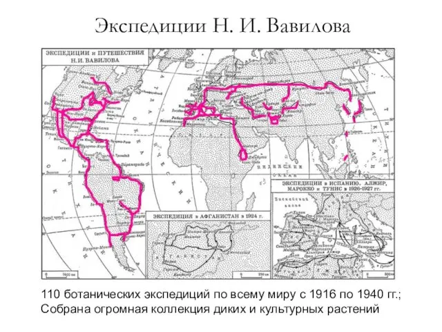 Экспедиции Н. И. Вавилова 110 ботанических экспедиций по всему миру с 1916 по
