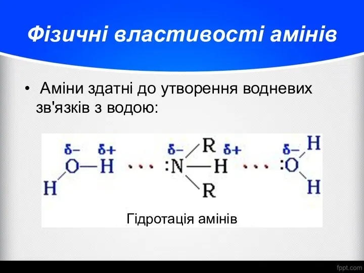 Фізичні властивості амінів Аміни здатні до утворення водневих зв'язків з водою: Гідротація амінів