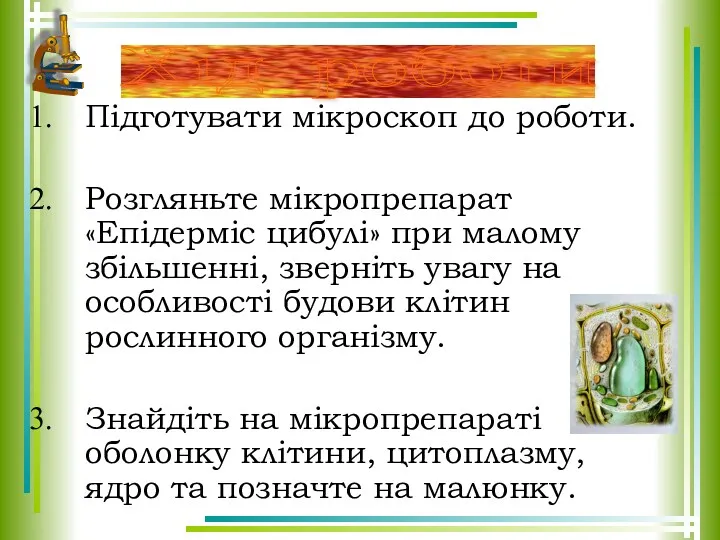 Підготувати мікроскоп до роботи. Розгляньте мікропрепарат «Епідерміс цибулі» при малому