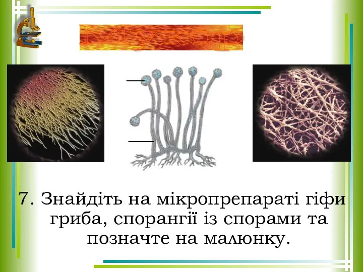 7. Знайдіть на мікропрепараті гіфи гриба, спорангії із спорами та позначте на малюнку. Мукор