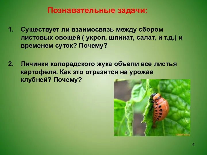Познавательные задачи: Существует ли взаимосвязь между сбором листовых овощей (