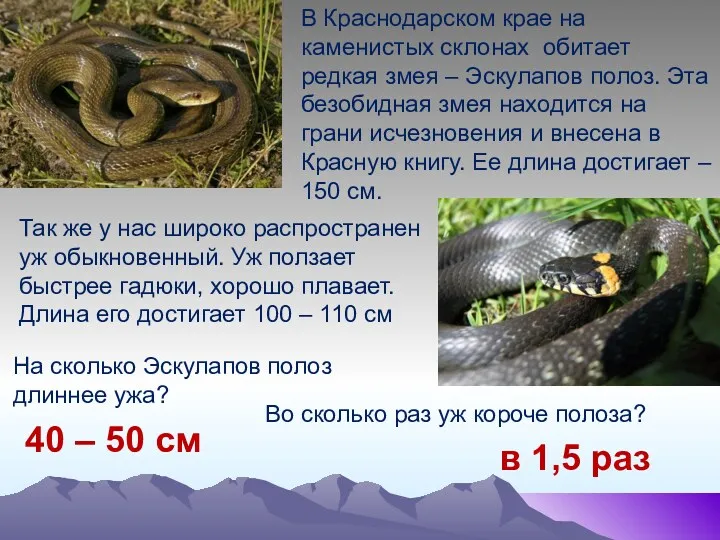 В Краснодарском крае на каменистых склонах обитает редкая змея –