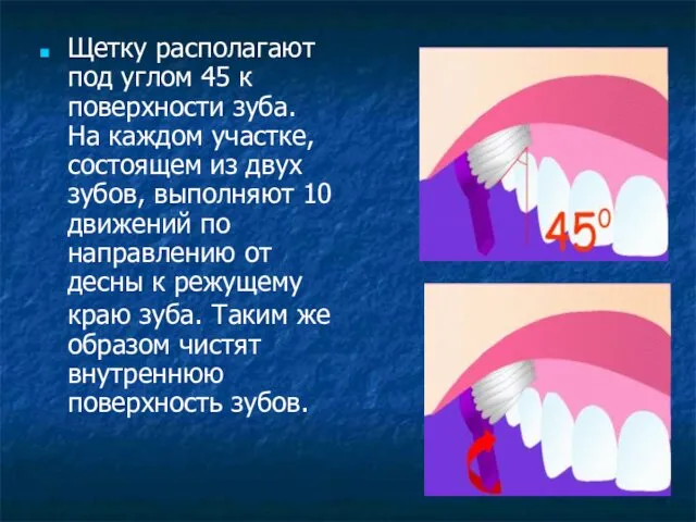 Щетку располагают под углом 45 к поверхности зуба. На каждом