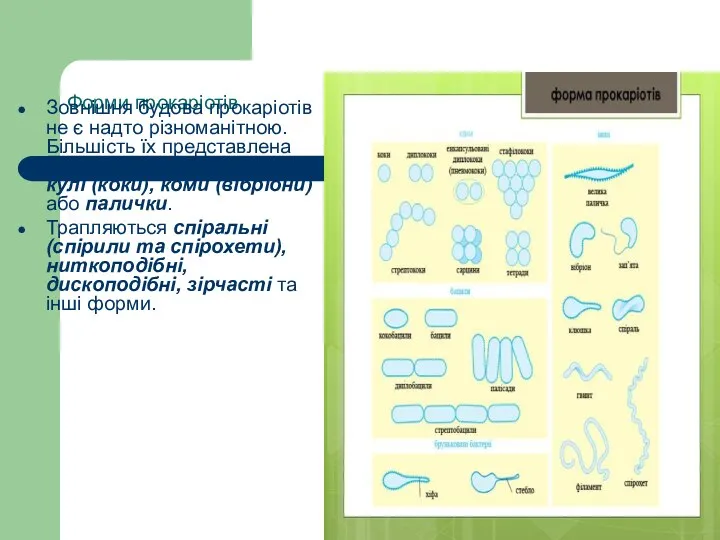 Форми прокаріотів Зовнішня будова прокаріотів не є надто різноманітною. Більшість