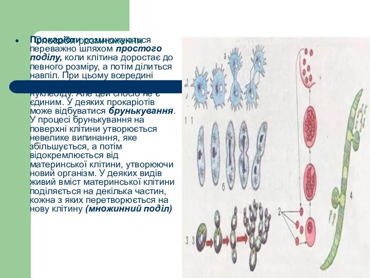 Способи розмноження Прокаріоти розмножуються переважно шляхом простого поділу, коли клітина