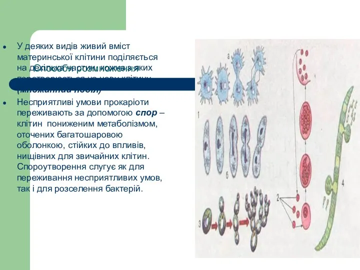 Способи розмноження У деяких видів живий вміст материнської клітини поділяється