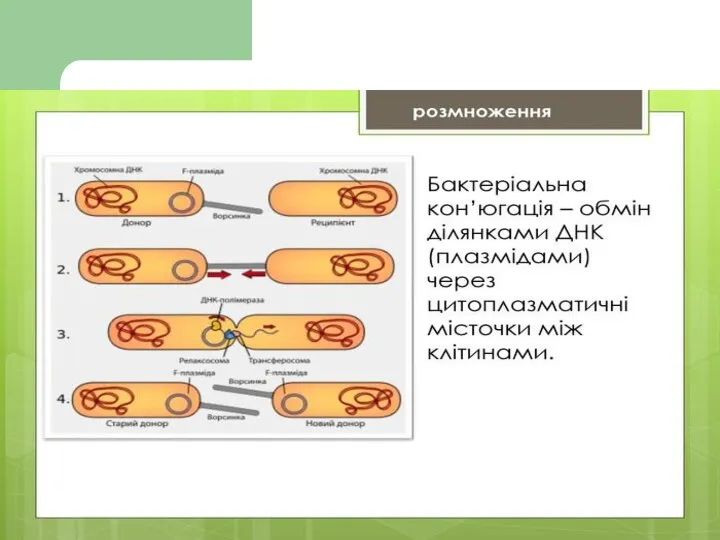 Способи обміну спадковою інформацією