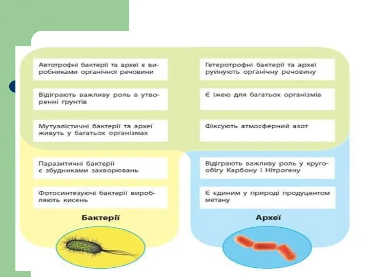 Функції бактерій і архей в екосистемах