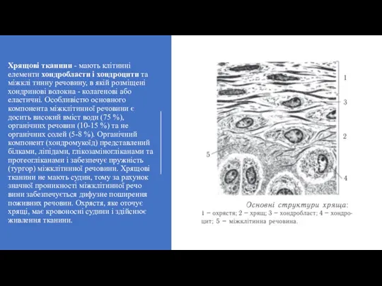 Хрящові тканини - мають клітинні елементи хондробласти і хондроцити та