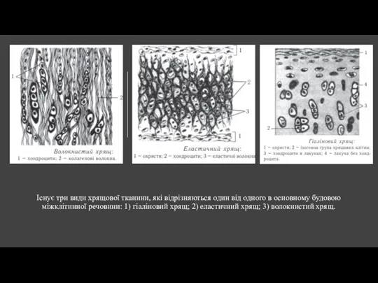 Існує три види хрящової тканини, які відрізняються один від одного