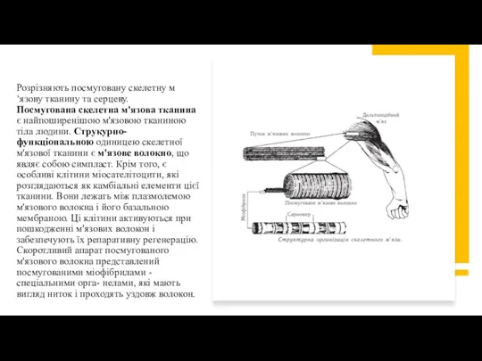 Розрізняють посмуговану скелетну м‘язову тканину та серцеву. Посмугована скелетна м'язова