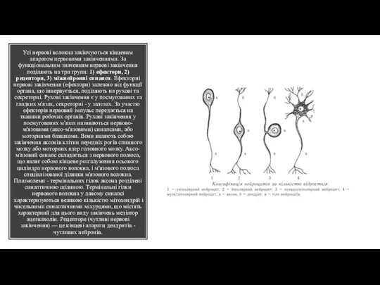 Усі нервові волокна закінчуються кінцевим апаратом нервовими закінченнями. За функціональним