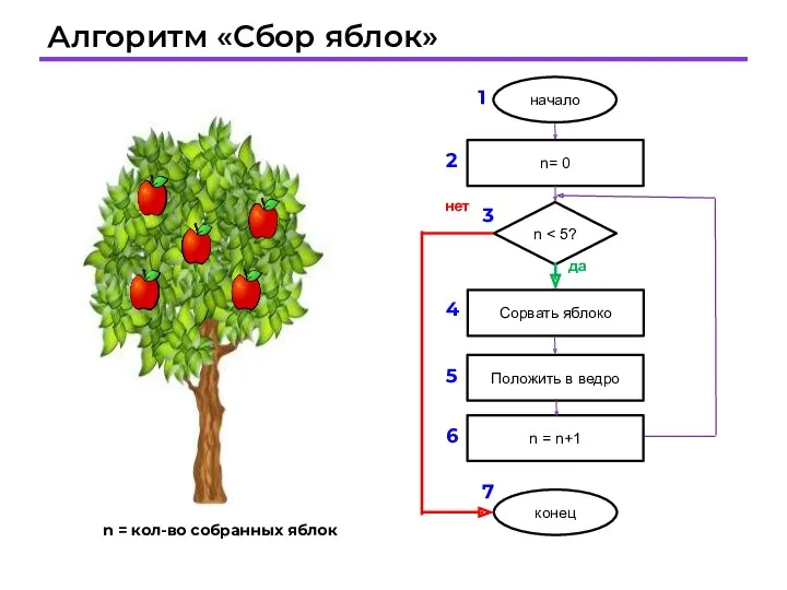 Алгоритм «Сбор яблок» n = кол-во собранных яблок 1 2 3 4 5 6 7