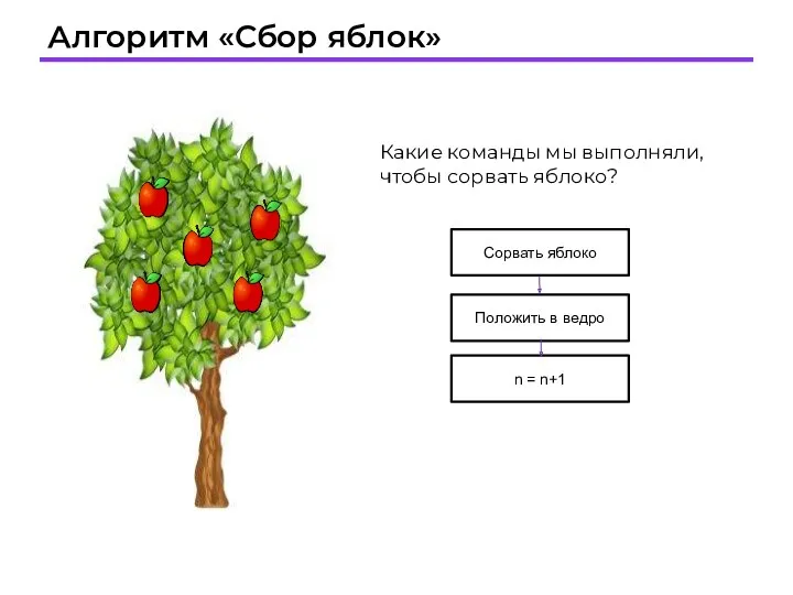 Алгоритм «Сбор яблок» Какие команды мы выполняли, чтобы сорвать яблоко?