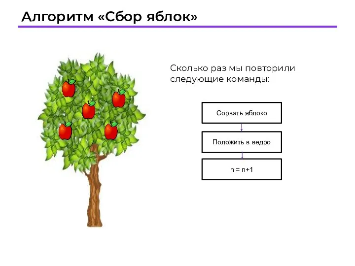 Алгоритм «Сбор яблок» Сколько раз мы повторили следующие команды: