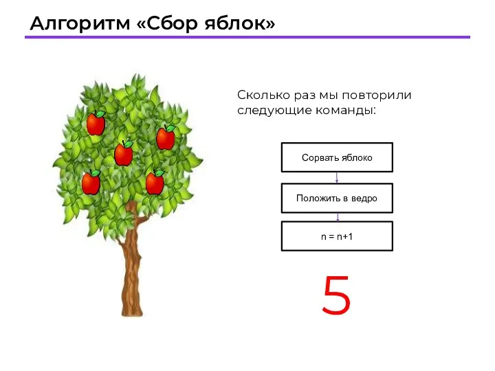 Алгоритм «Сбор яблок» Сколько раз мы повторили следующие команды: 5