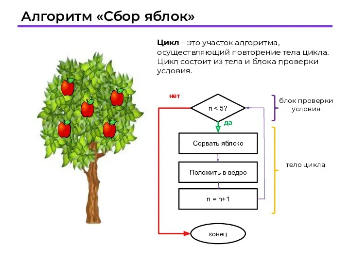 Алгоритм «Сбор яблок» Цикл – это участок алгоритма, осуществляющий повторение