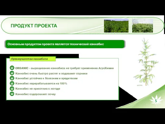 ПРОДУКТ ПРОЕКТА Основным продуктом проекта является технический каннабис ORGANIC –