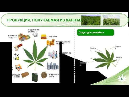 ПРОДУКЦИЯ, ПОЛУЧАЕМАЯ ИЗ КАННАБИСА Костра Волокно Семена Цветки Структура каннабиса