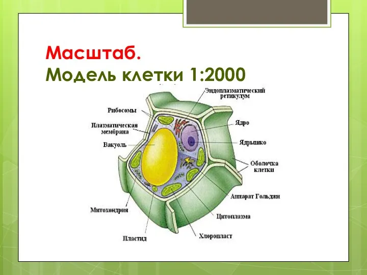 Масштаб. Модель клетки 1:2000