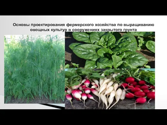Основы проектирования фермерского хозяйства по выращиванию овощных культур в сооружениях закрытого грунта