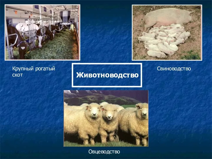 Животноводство Крупный рогатый скот Свиноводство Овцеводство