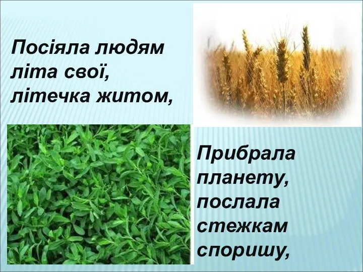 Посіяла людям літа свої, літечка житом, Прибрала планету, послала стежкам споришу,