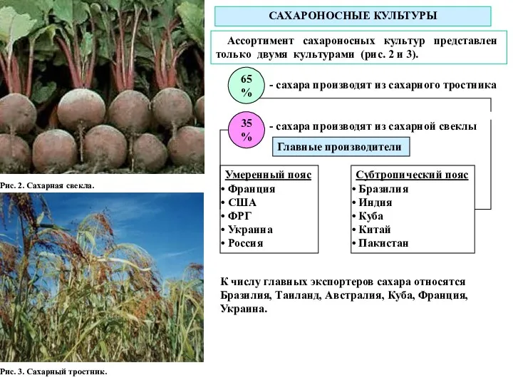 Рис. 2. Сахарная свекла. Рис. 3. Сахарный тростник. САХАРОНОСНЫЕ КУЛЬТУРЫ