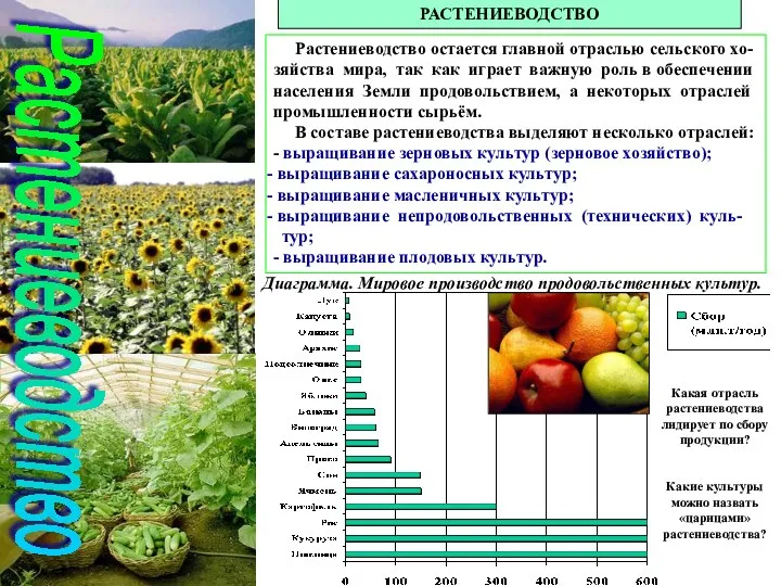 Растениеводство РАСТЕНИЕВОДСТВО Растениеводство остается главной отраслью сельского хо-зяйства мира, так