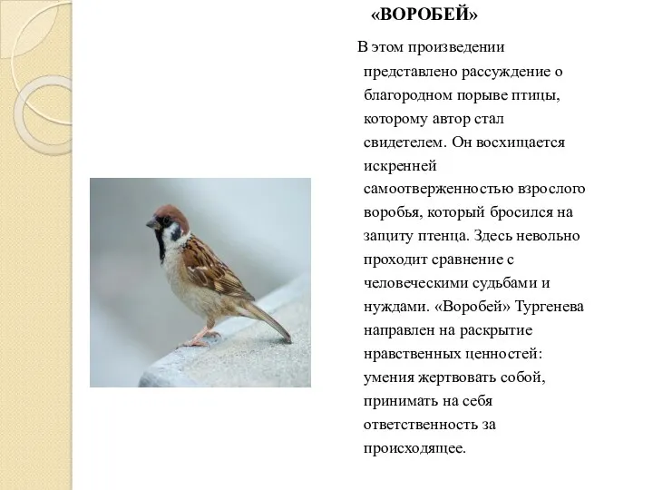 «ВОРОБЕЙ» В этом произведении представлено рассуждение о благородном порыве птицы, которому автор стал