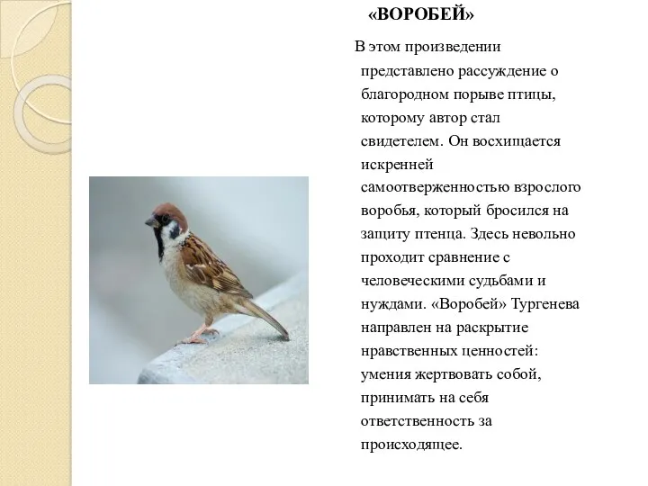 «ВОРОБЕЙ» В этом произведении представлено рассуждение о благородном порыве птицы,