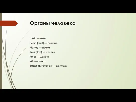 Органы человека brain — мозг heart ['hɑ:t] — сердце kidney