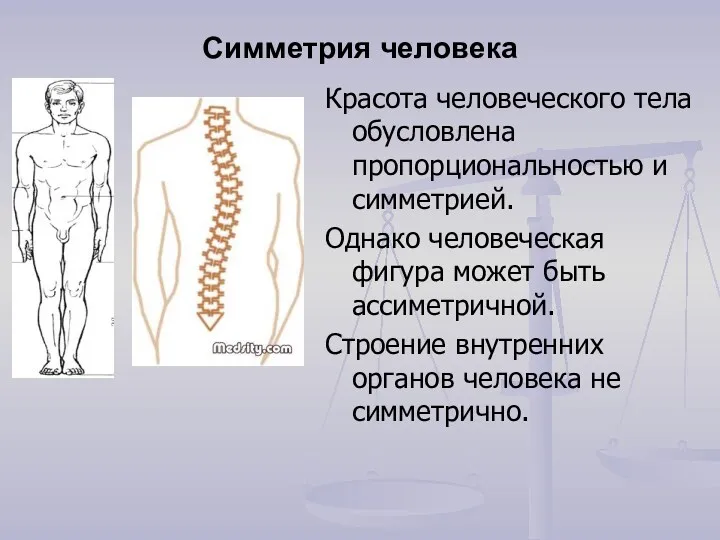 Симметрия человека Красота человеческого тела обусловлена пропорциональностью и симметрией. Однако человеческая фигура может