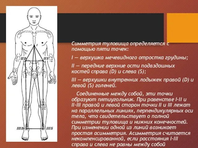 Симметрия туловища определяется с помощью пяти точек: I — верхушка