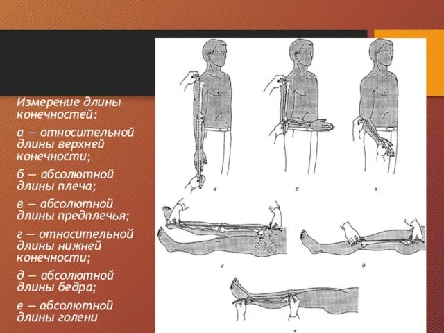 Измерение длины конечностей: а — относительной длины верхней конечности; б