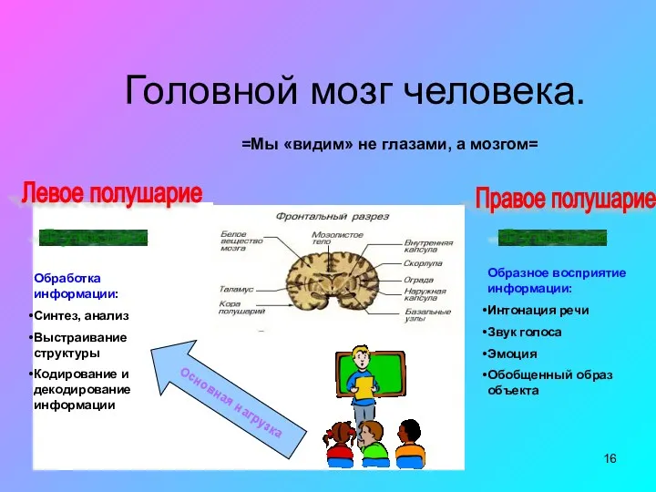 Головной мозг человека. =Мы «видим» не глазами, а мозгом= Левое полушарие Правое полушарие