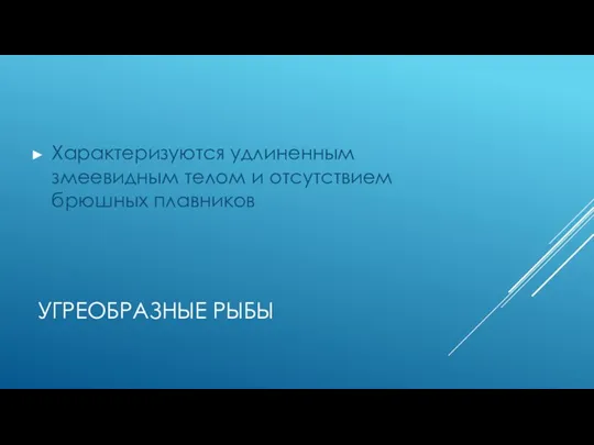 УГРЕОБРАЗНЫЕ РЫБЫ Характеризуются удлиненным змеевидным телом и отсутствием брюшных плавников