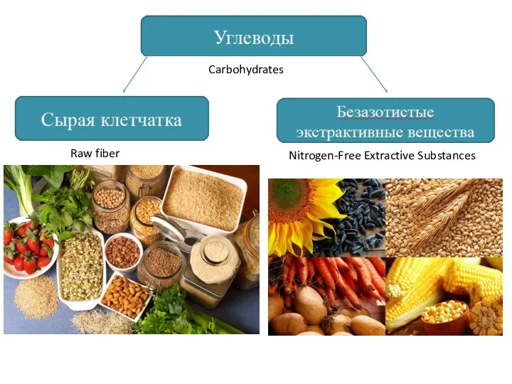 Carbohydrates Nitrogen-Free Extractive Substances Raw fiber