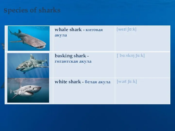 species of sharks