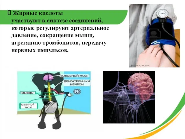 Жирные кислоты участвуют в синтезе соединений, которые регулируют артериальное давление,