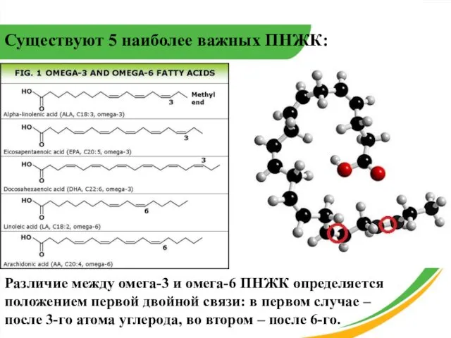 Существуют 5 наиболее важных ПНЖК: Различие между омега-3 и омега-6 ПНЖК определяется положением