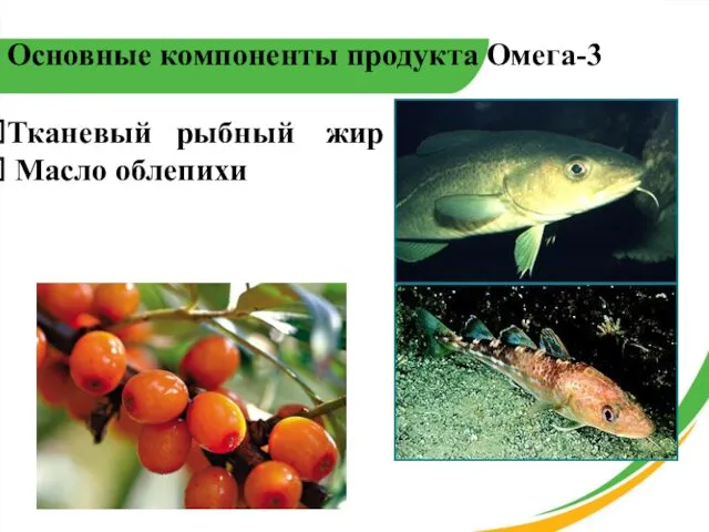 Основные компоненты продукта Омега-3 Тканевый рыбный жир Масло облепихи