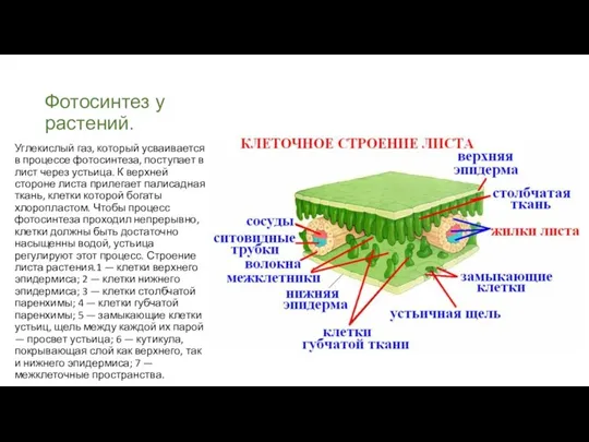 Фотосинтез у растений. Углекислый газ, который усваивается в процессе фотосинтеза, поступает в лист