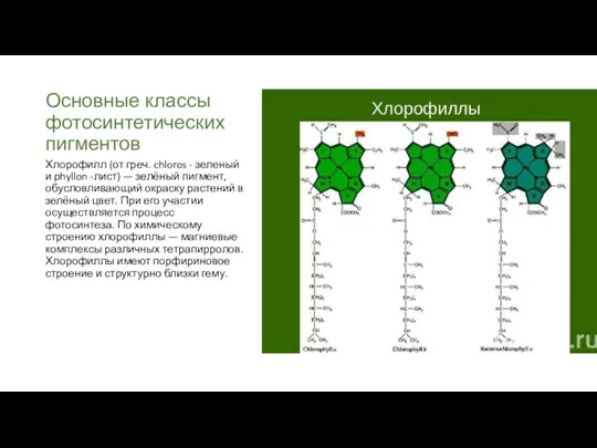 Основные классы фотосинтетических пигментов Хлорофилл (от греч. chloros - зеленый и phyllon -лист)