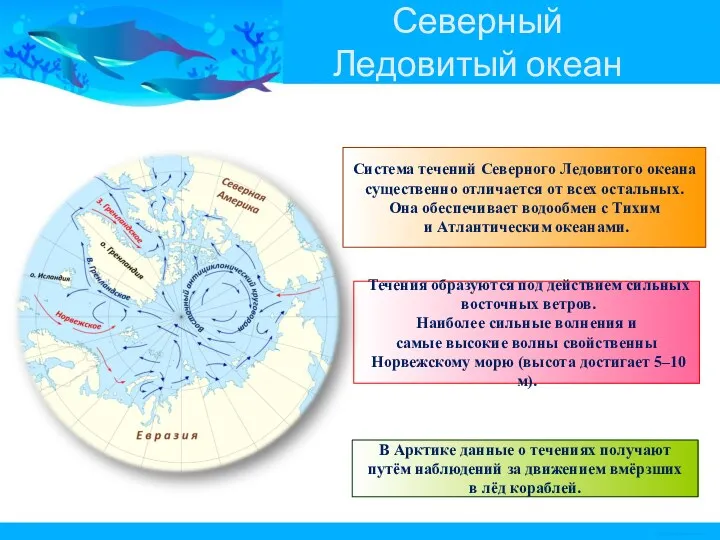 Северный Ледовитый океан Система течений Северного Ледовитого океана существенно отличается