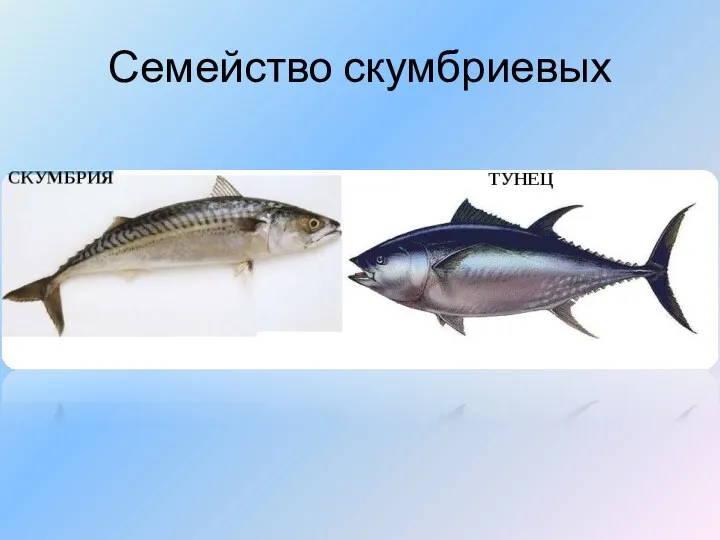 Семейство скумбриевых