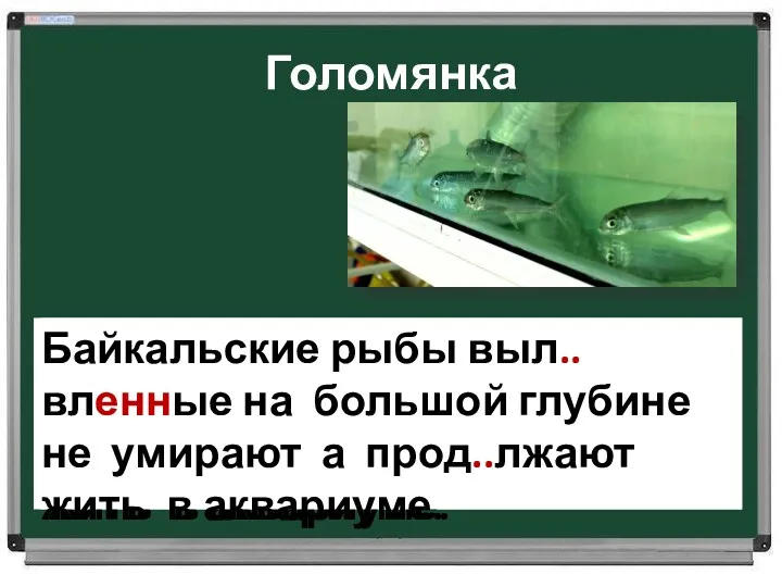 Голомянка Байкальские рыбы выл..вл…нные на большой глубине (не)умирают а прод...лжают