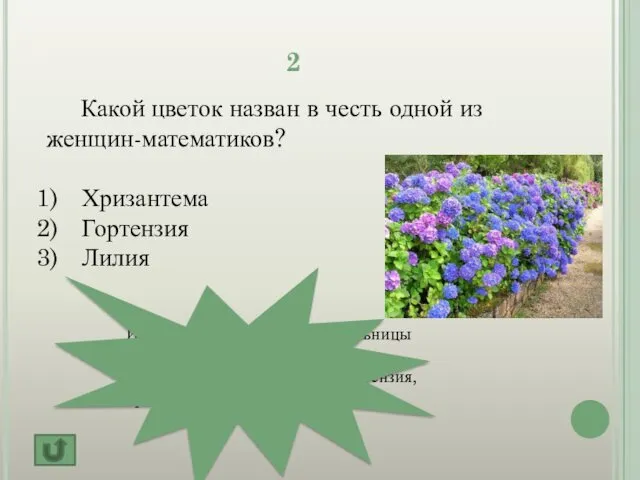 2 Какой цветок назван в честь одной из женщин-математиков? Хризантема